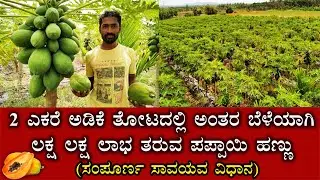 2 ಎಕರೆ ಅಡಿಕೆ ತೋಟದಲ್ಲಿ ಅಂತರ ಬೆಳೆಯಾಗಿ ಲಕ್ಷ ಲಕ್ಷ ಲಾಭ ತರುವ ಪಪ್ಪಾಯಿ ಹಣ್ಣು.