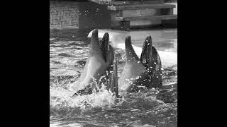 Dolphins are wild animals not entertainers