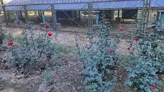 Asia&rsquo;s Largest Rose Garden | Rose Garden Chandigarh Vlog #travelvlog