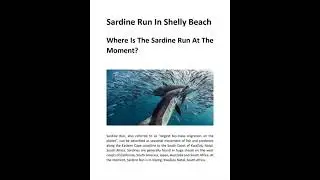 Where Is The Sardine Run At The Moment?