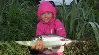 Twaite shad fishing memories