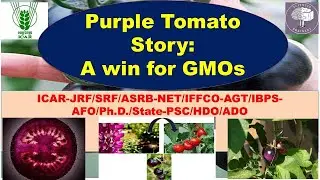 Purple Tomato Story: A win for GMO/Purple GMO Tomato gets approval in USA/बैंगनी टमाटर/ICAR-JRF/SRF