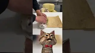 El gato que se puede comer