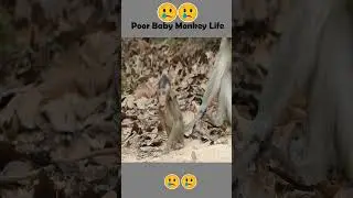 Poor baby monkey crying for food
