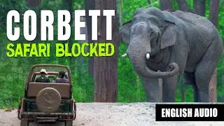 The Most Unexpected Safari in Jim Corbett Tiger Reserve! - 4K Video English