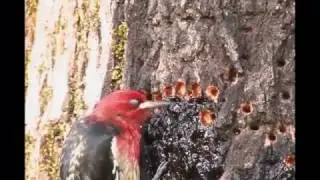 Red-breasted Sapsucker