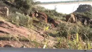 Tree Conservation