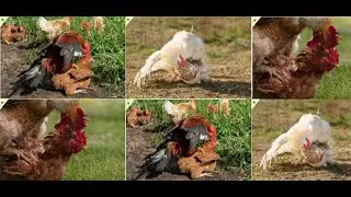 chicken and rooster love | fast meeting time | roosters sound