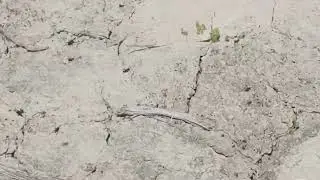 Mormoncrickets#nevada #fishing #desertadventures #outdoors #wildlife #crickets #pest #outdoorlife