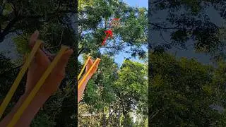 slingshot bird hunting video #slingshothunting #huntingbirds #birdhunting #youtube #shorts