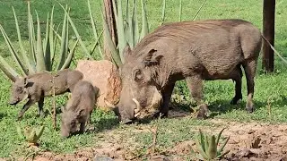 Warthog babies grazing on fresh grass. #warthog #animals #nature #live #like #subscribe #wildlife
