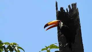Toco Toucan: Spying Around the Nest - (Ramphastos toco) Tucanu&ccedil;u, Breeding season