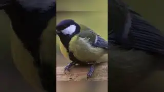 Musvit / Great tit 🐦❤