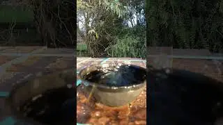 Giant Orbeez vs bowl of water