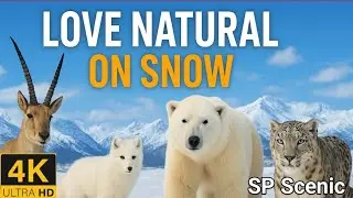 Tibetan Antelope, Snow Leopard, Wolves, Arctic Fox & Polar Bear | Wildlife Documentary 