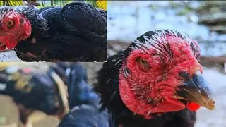 Pejantan! Ayam agresif top leader menjaga betinanya momen makan 