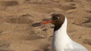 Black-headed gull / Озёрная чайка / Chroicocephalus ridibundus