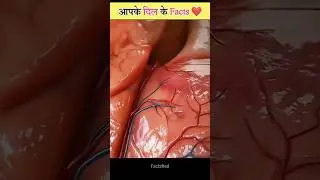 Facts About Human Heart @FactsMine #factsfied #factvideo #shorts