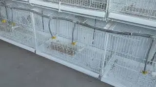 Cogemos pajaros de la voladera 