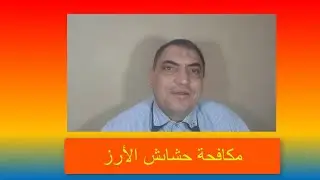 المرحلة الثانية من مكافحة حشائش الأرز