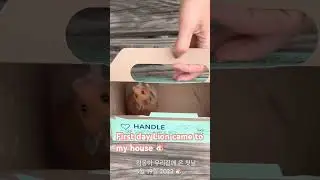 The first day Syrian hamster Lion came to my house 5/19/23. #Hamster #goldenhamster #smallpet #햄스터