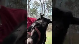 Baby goats .. #babyanimals #goats #cute #farmlife #beautifullgoats #animals #cutebabyanimals