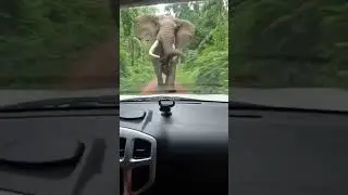 He lifted the car like a toy... 🐘🚗 #Shocking