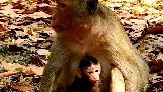 Mum Elsa with newborn baby monkey Ellen they both good healthy, So excited instead of them