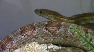 My female corn snake shedding
