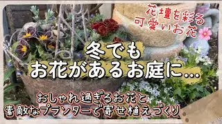 【ガーデニング】【冬のお花】寒くても、可愛いお花が咲いている花壇づくり※おしゃれ過ぎて今年もお迎えしたお花