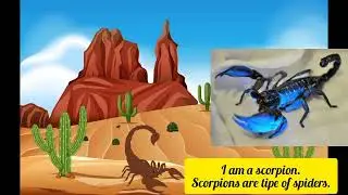 meet the animals 92 scorpion little fox