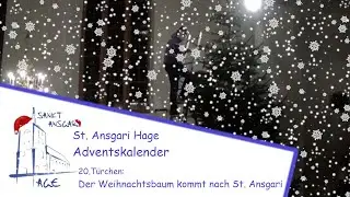 Wie der Christbaum nach St. Ansgari kommt...