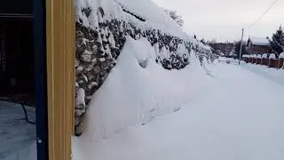 Белки в снежном дворе.