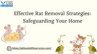 Effective Rat Removal Strategies Safeguarding Your Home