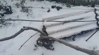 Стан виноградника на 13.01.2026р.