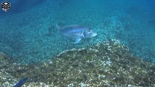 PESCASUB Dentice Gigante Pesca subacquea Profonda - Spearfishing Dentex