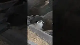 This Feed Doubled My Ducks' Growth!
