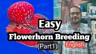 Flower horn breeding basic tips