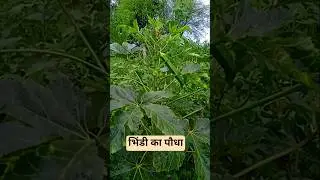 Bhindi ki Kheti Kaise Kare | Okra Farming Guide | Bhindi Ugane Ka Tarika #BhindiKiKheti #OkraFarming