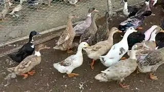 #&pound;wholsale suffly dasi duck wastbangal