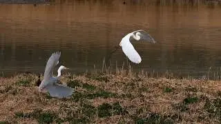 B-Roll Video Sample | Egret Flying