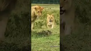 How animals are transformed with 6th sense 😂