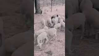 jk sheep farm Shopian subscribe kar plz