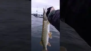 p&ecirc;che multi esp&egrave;ces #foxrage