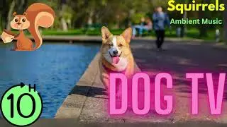 Dog TV - Squirrels!  - Dogs Relaxation Music - NO ADS - Dog Calming Music to Sleep - Ambient