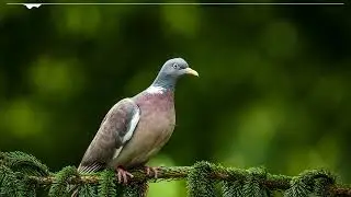 The sounds of wood pigeons