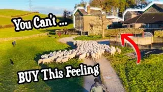 From Childhood Home to Prime Grazing | Wintering Hoggs the Right Way
