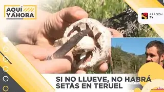Si no llueve, no habr&aacute; setas en Teruel