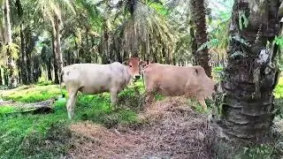 Salinan dari Cowherd HerdDand Cow Calling Friends to the Pen &ndash; Funny Cow Sounds ASMR