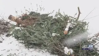 Millcreek Twp. residents able to dispose of Christmas trees this week